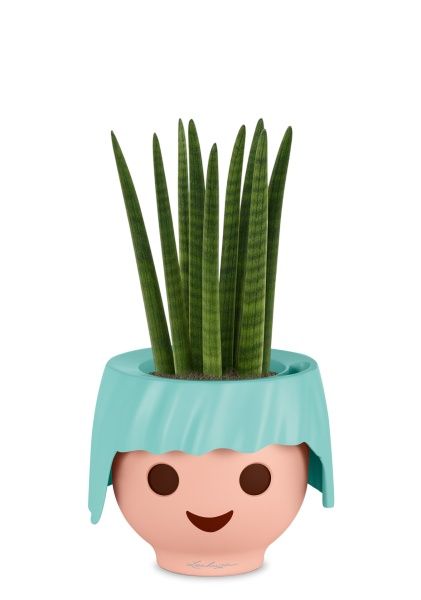 Сансевиерия Цилиндрика Спагетти 12/40 см в OJO