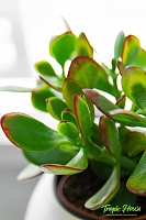 Крассула Овата сансет 12/20 см в CANTO STONE 14 Крассула Овата сансет 12/20 см в CANTO STONE 14