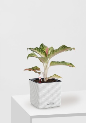 Аглаонема Айкетчер 12/30 см в CUBE Color 14 Аглаонема Айкетчер 12/30 см в CUBE Color 14