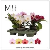 Фаленопсис 2 ствола Muse Mix 25+ (orchid Growers) d12 см h35 см Фаленопсис 2 ствола Muse Mix 25+ (orchid Growers) d12 см h35 см