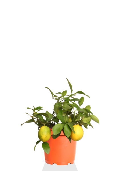 Цитрофортунелла Лимон 15/40 см