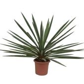 Юкка d40 см h130 см