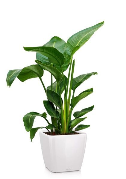 Стрелиция Николай 24/120 в QUADRO LS 35