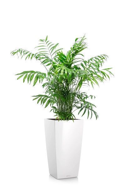 Хамедорея Элеганс 24/120 см в CUBICO 30