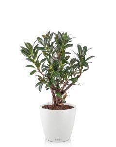 Фикус Эластика бранч в Classico Color 28