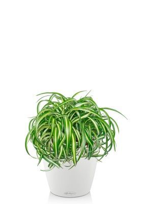 Хлорофитум Оушен 23/40 см в CLASSICO COLOR 28, белый
