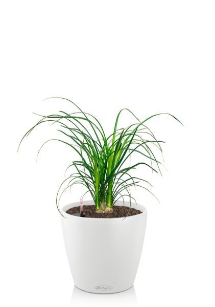 Нолина 3 луковицы 12/30 см в CLASSICO COLOR 18