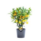 Цитрус Каламондин In Ceramic Black Roma d16 см h45 см