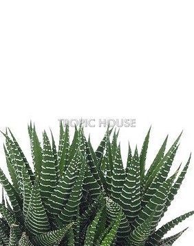 Набор "Хавортии" в OJO 25 см