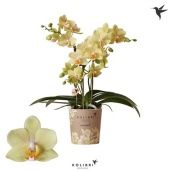 Фаленопсис 3 ствола Livorno 26+ d9 см h35 см Фаленопсис 3 ствола Livorno 26+ d9 см h35 см