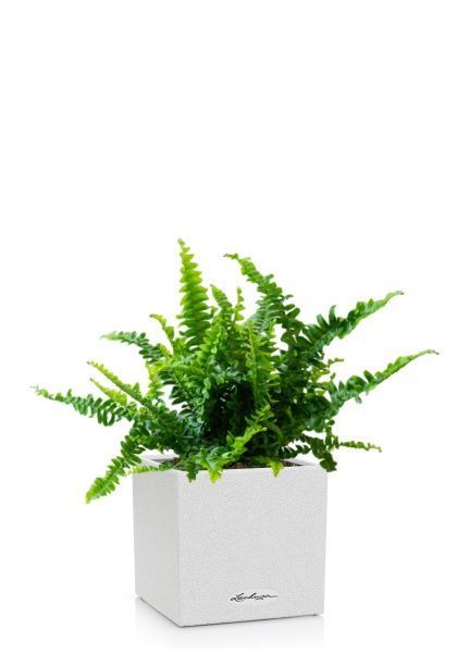 Нефролепис в CANTO STONE 14