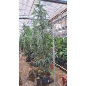 Фикус Биннендийка Али пирамида d45 см h300 см