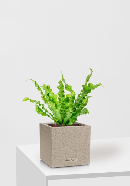 Асплениум Криспи 9/15 см в CANTO STONE 14