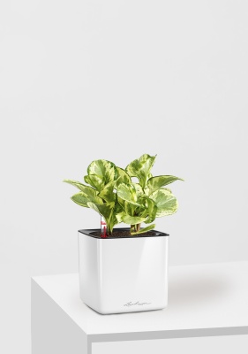 Пеперомия Голден Гейт 14/20 см в CUBE GLOSSY 16, белый блестящий