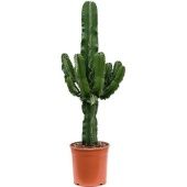 Эуфорбия Эритрея d24 см h85 см