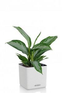 Аглаонема Сильвер Бей CUBE COLOR 14/40 см Белый Аглаонема Сильвер Бей CUBE COLOR 14/40 см Белый