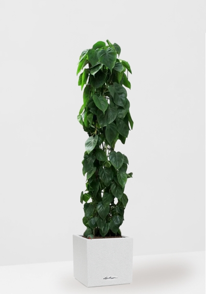 Филодендрон Сканденс на решетке 27/160 см в CANTO STONE LOW 30