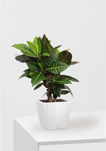 Кротон (Кодиеум) Петра 21/60 см в QUADRO LS 28