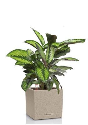 Калатея Принцепс в CANTO STONE 14, светло-бежевый
