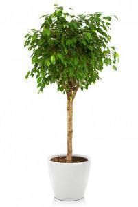 Фикус Бенджамина CLASSICO LS 50/195 см Белый блестящий Фикус Бенджамина CLASSICO LS 50/195 см Белый блестящий