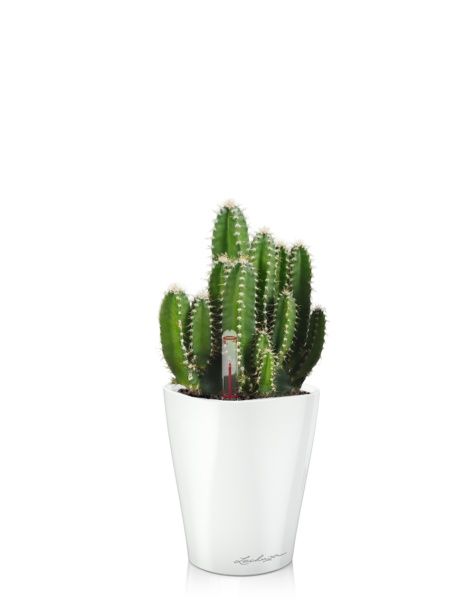 Кактус Цереус Флорида 9/20 см в MINI DELTINI 10