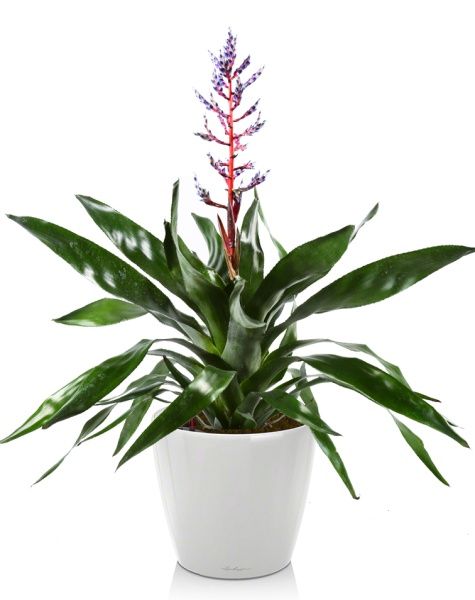 Эхмея Блю Рейн в CLASSICO LS 21 Эхмея Блю Рейн в CLASSICO LS 21