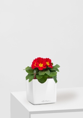 Примула 12/30 см в CUBE GLOSSY 14, белый блестящий Примула 12/30 см в CUBE GLOSSY 14, белый блестящий