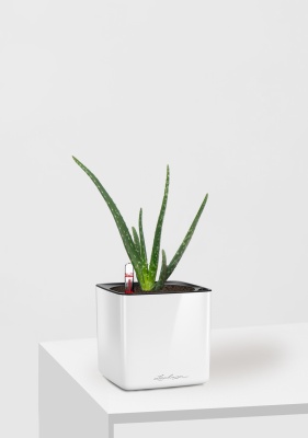 Алоэ Вера в CUBE Glossy 14, белый блестящий Алоэ Вера в CUBE Glossy 14, белый блестящий