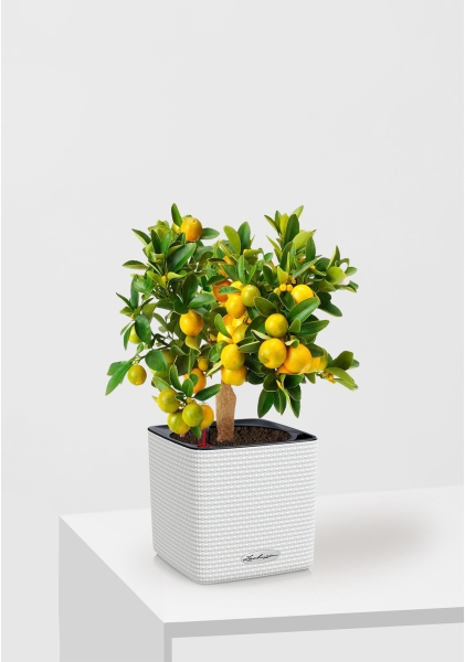 Цитрус Каламондин 15/40 см в CUBE Color 16