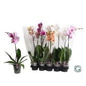 Фаленопсис 1 ствол Mix 6+ (g-style) d12 см h45 см Фаленопсис 1 ствол Mix 6+ (g-style) d12 см h45 см