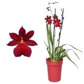Орхидея Камбрия Ред Вельвет 2 ствола в красном кашпо d12 см h55 см