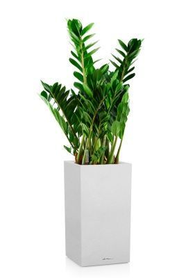 Замиокулькас 21/80 см в CANTO STONE HIGH 30, песочный белый