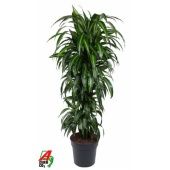 Драцена Чинто бранч d31 см h140 см тип 2