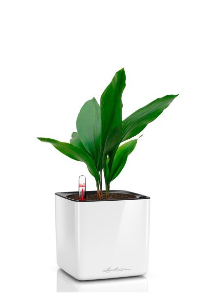 Аспидистра Элатиор 13/50 см в CUBE GLOSSY 16 Аспидистра Элатиор 13/50 см в CUBE GLOSSY 16