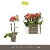 Фаленопсис 2 ствола Rosa 10+ (opti) d7 см h25 см