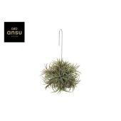 Тилландсия Ionantha Hang (large) d15 см h15 см Тилландсия Ionantha Hang (large) d15 см h15 см