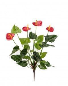 Антуриум куст Де Люкс красный