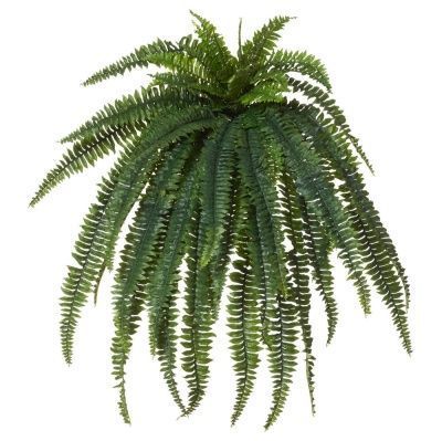 Папоротник Бостон Новый свисающий Биг