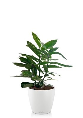 Аукуба Японика Вариегата 17/40 см в CLASSICO 21, белый