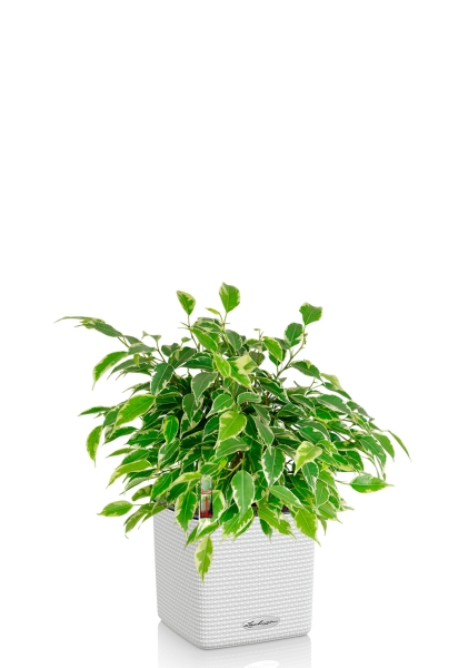 Фикус Бенджамина Кинки Пестрый 12/20 см МП в CUBE COLOR 16