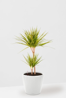 Драцена Маргината Санрей 2 ствола 17/70 см CLASSICO LS 21, белый блестящий