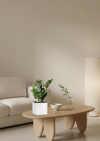 Замиокулькас 12/45 см в LAMELA MAGNOLIA fi 135 Замиокулькас 12/45 см в LAMELA MAGNOLIA fi 135