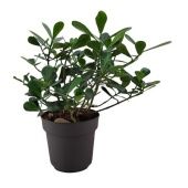 Клузия Буш d24 см h55 см