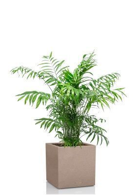 Хамедорея Элеганс 24/120 см в CANTO STONE LOW 30, светло-бежевый Хамедорея Элеганс 24/120 см в CANTO STONE LOW 30, светло-бежевый