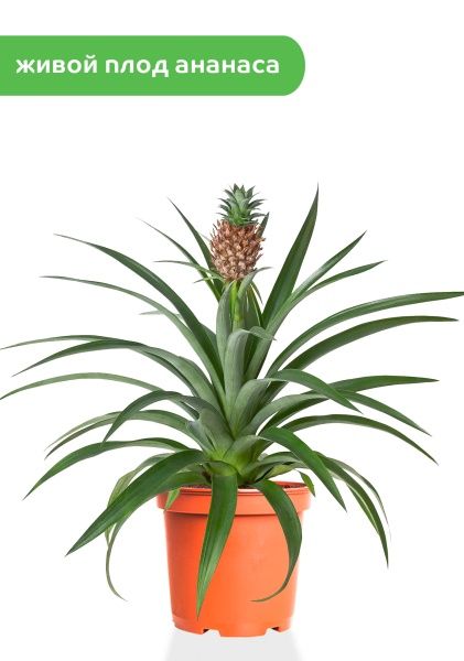 Ананас 15/50 см