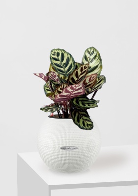 Калатея Макояна 12/35 см в PURO 20, белый