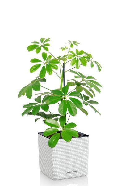 Шеффлера Нора 12/40 см в CUBE COLOR 14