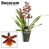 Орхидея Камбрия 3 ствола (decorum) d12 см h55 см