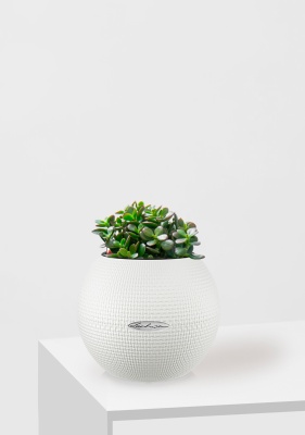 Крассула Овата Минор 12/20 см в PURO 20, белый