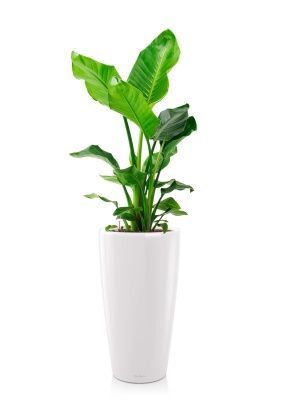 Стрелиция Николай 24/130 см в RONDO 32, белый блестящий